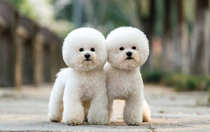 Bichon deals frise fiyat